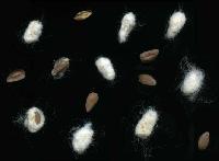 cotton seeds