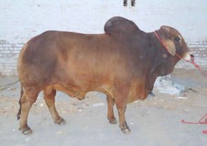 Breeding Bulls