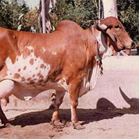 Gir Cow