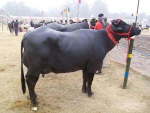 Murrah Buffalo