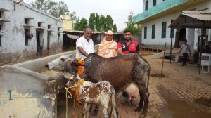 Rathi Cow