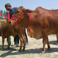 Sahiwal Cow