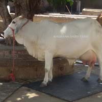 Tharparkar Cow