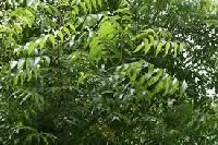 NEEM PLANTS