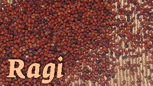 Ragi Seeds