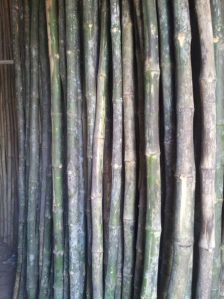 Farasmani Bunda Konkan Bamboo