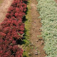 Ground Covering Plants