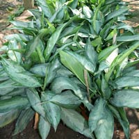 Indoor Plants