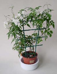 jasmine plants