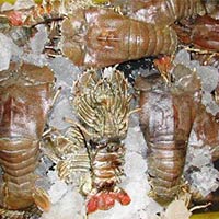 Frozen Sand Lobster