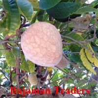 Ramphal Fruits