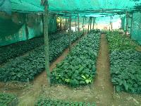 Coffre plants