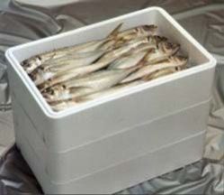 Thermocol Fish Boxes