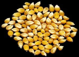 Maize Seeds