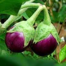 Fresh Brinjal