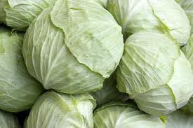 Fresh Cabbage