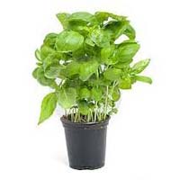 Basil Plants
