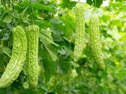 Bitter Gourd Plants