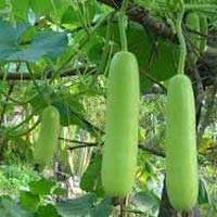 Bottle Gourd Plants