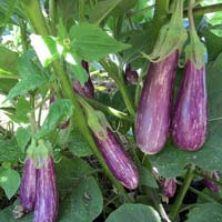 Brinjal Plants