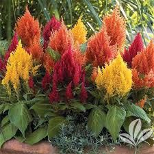 Celosia Flower Plants