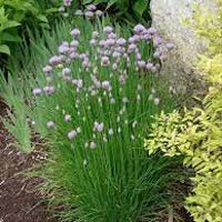 Chives Plants