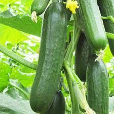 Cucumber Plants