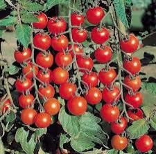 Exotic Tomato Plants