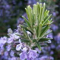 Rosemary Plants