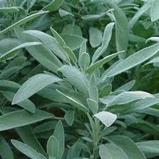 Sage Plants