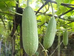 Sponge Gourd Plants