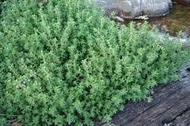 Thyme Plants