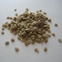 Tomato Seeds