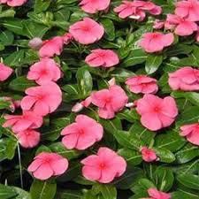 Vinca Rose Flower Plants