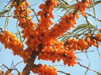 Seabuckthorn Berry