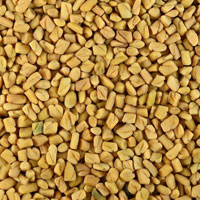 Fenugreek Seed