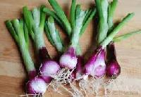 Fresh Spring Onion