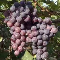 Grapes Cold Storage Rental