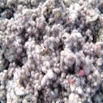 cotton seed waste