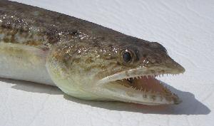 lizard fish