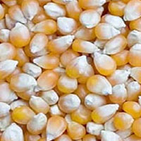 Maize