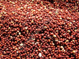 Millet Seeds