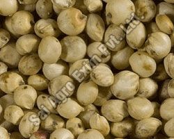 Sorghum Seeds