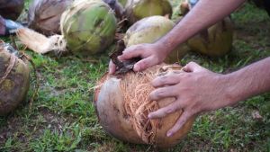 Fresh Coconuts