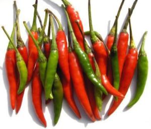 Fresh Chilli