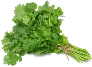 Fresh Coriander Leaves