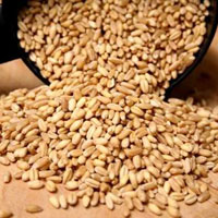 Wheat Seeds