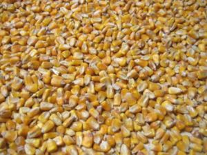 Yellow Corn