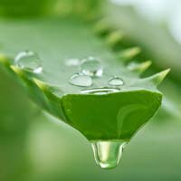 Fresh Aloe Vera Juice