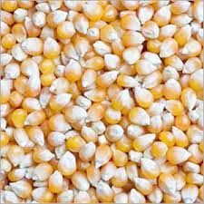 Organic Maize Seeds